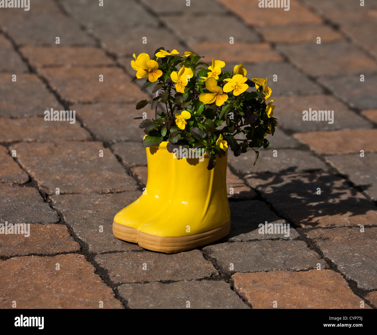 Pot de Pansy jaune, bottes de pluie miniatures conteneur de printemps fleur jardinière pot pansies jaunes en pots bouquet sur des blocs de patio dans le New Jersey, USA, fs8,71 Banque D'Images
