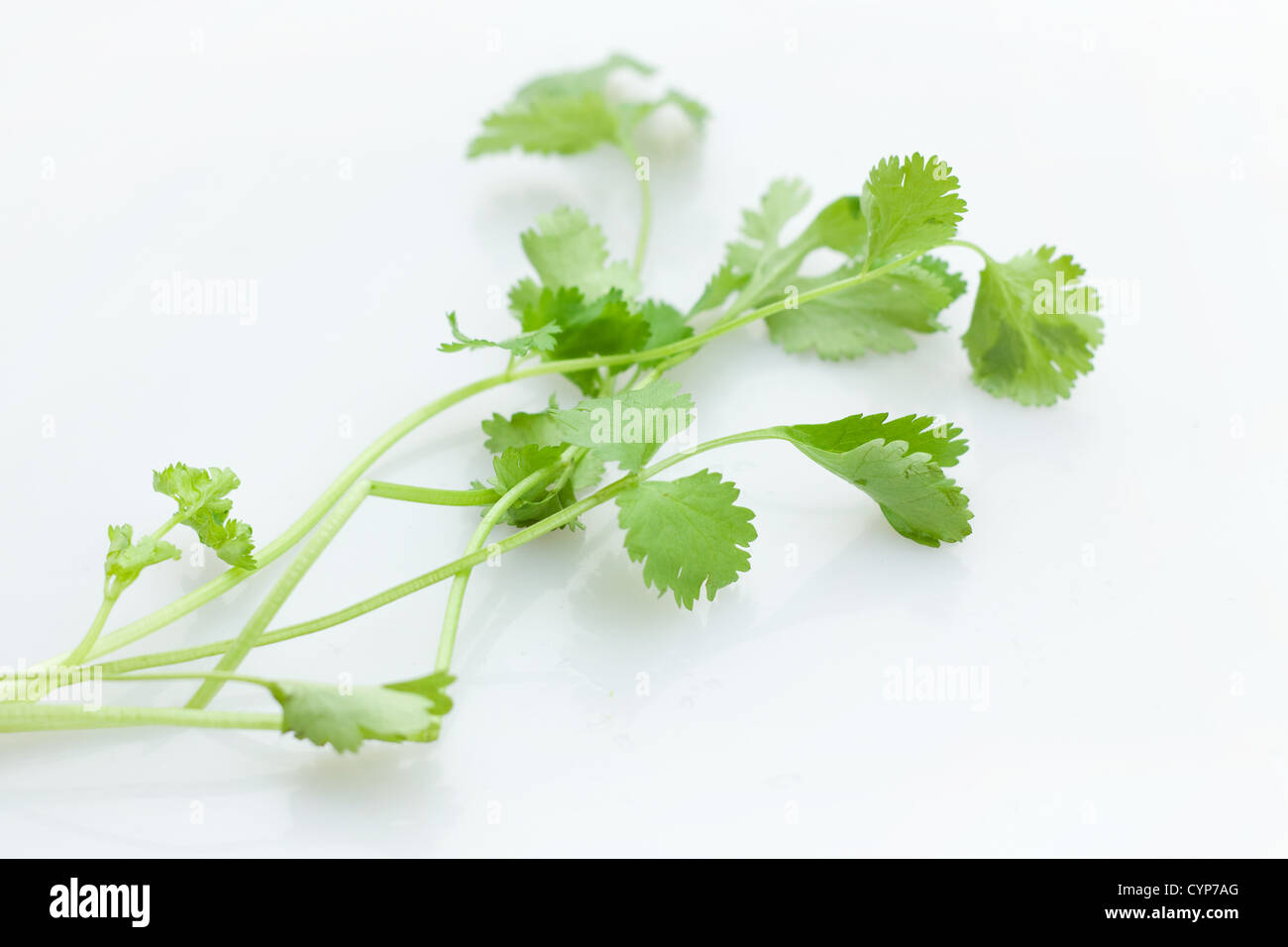Coriandre Banque D'Images