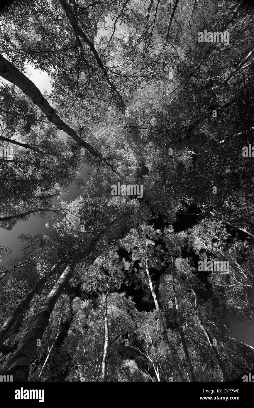 La structure du paysage en noir et blanc d'arbres de bouleau verruqueux (Betula pendula) de Woodland, New Forest, Hampshire, England, UK Banque D'Images