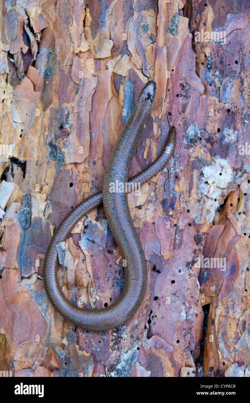 Anguis fragilis, ver lent sur l'écorce de pin. Banque D'Images