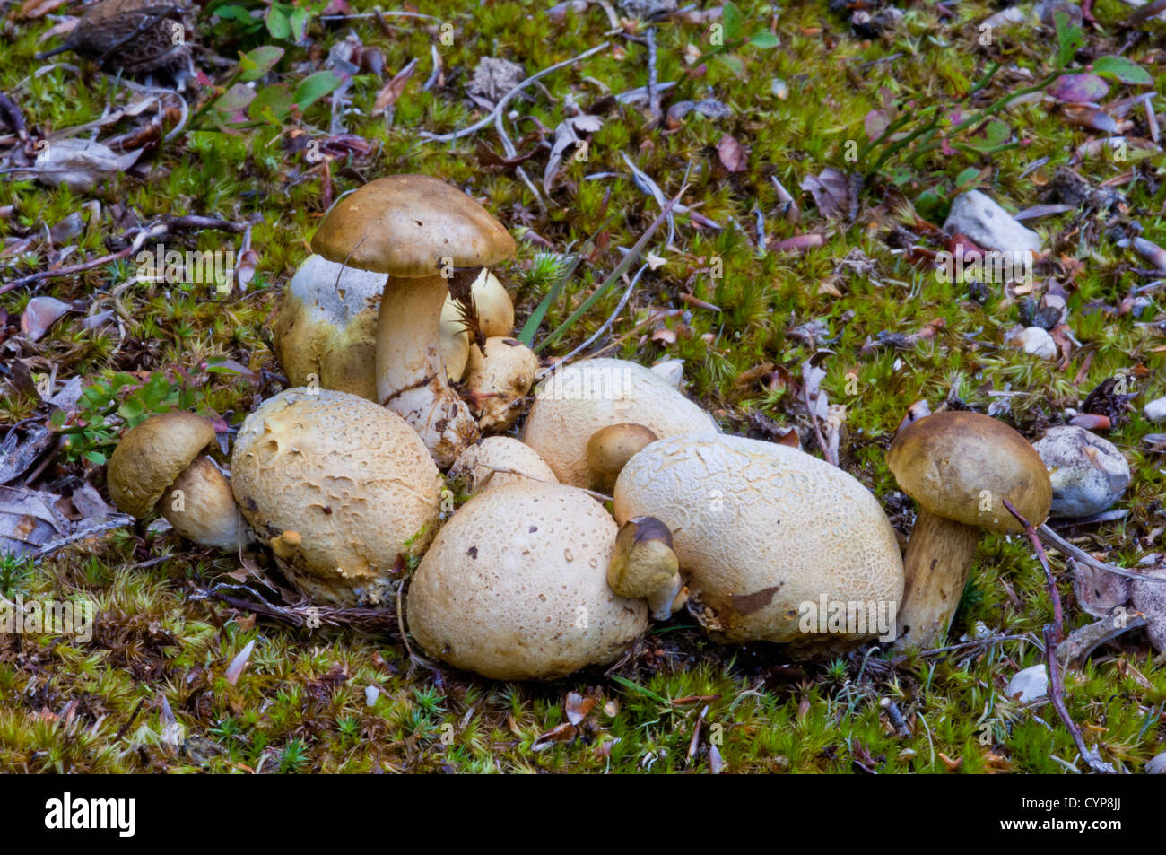 Pseudoparasiticus boletus bolet parasite, champignon poussant sur les fruits de la sclérodermie citrinum champignons. Banque D'Images