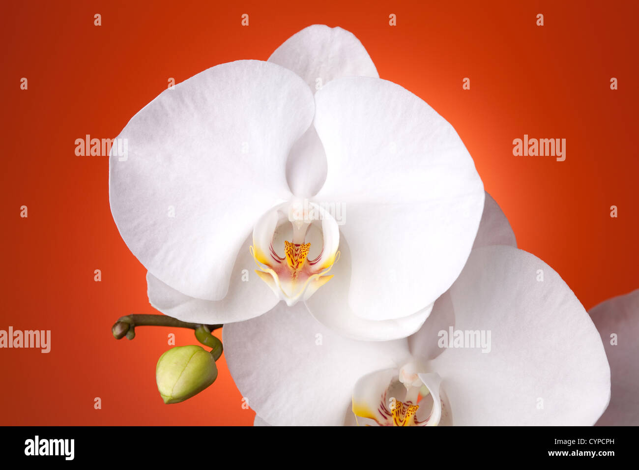 Orchidée blanche sur fond dégradé rouge Banque D'Images