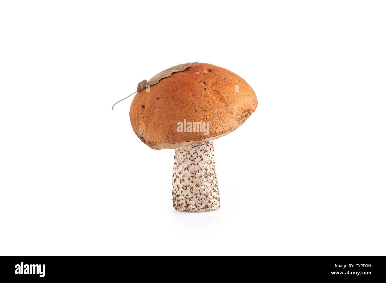 Capuchon orange champignon isolé sur fond blanc Banque D'Images