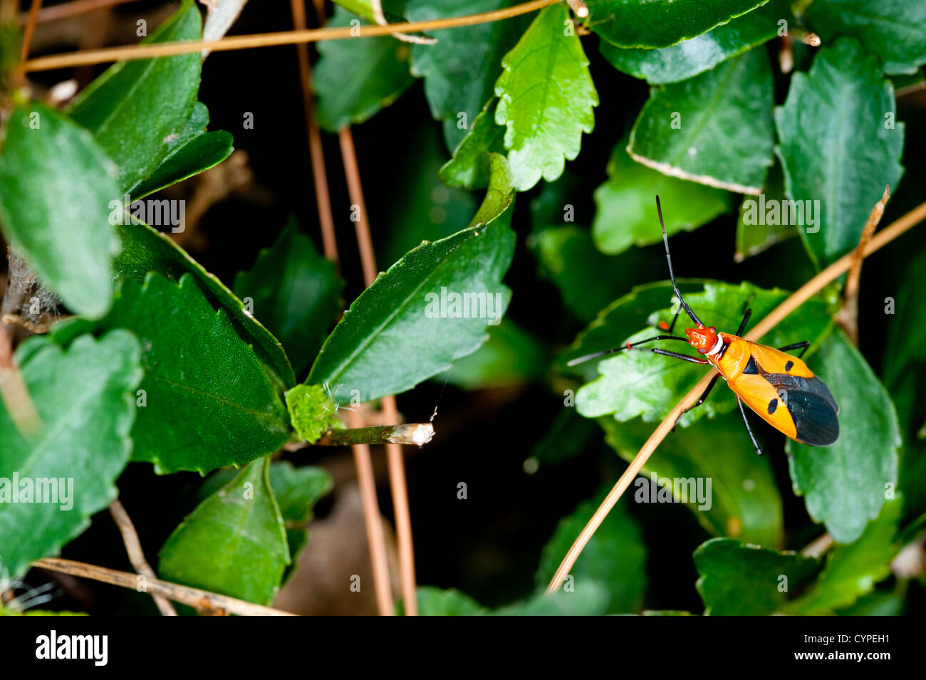 Assassin Orange bug sur une feuille verte Banque D'Images