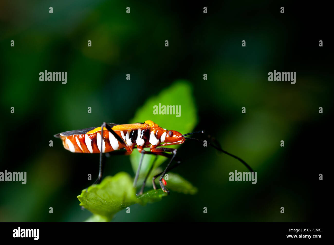 Assassin Orange bug sur une feuille verte Banque D'Images