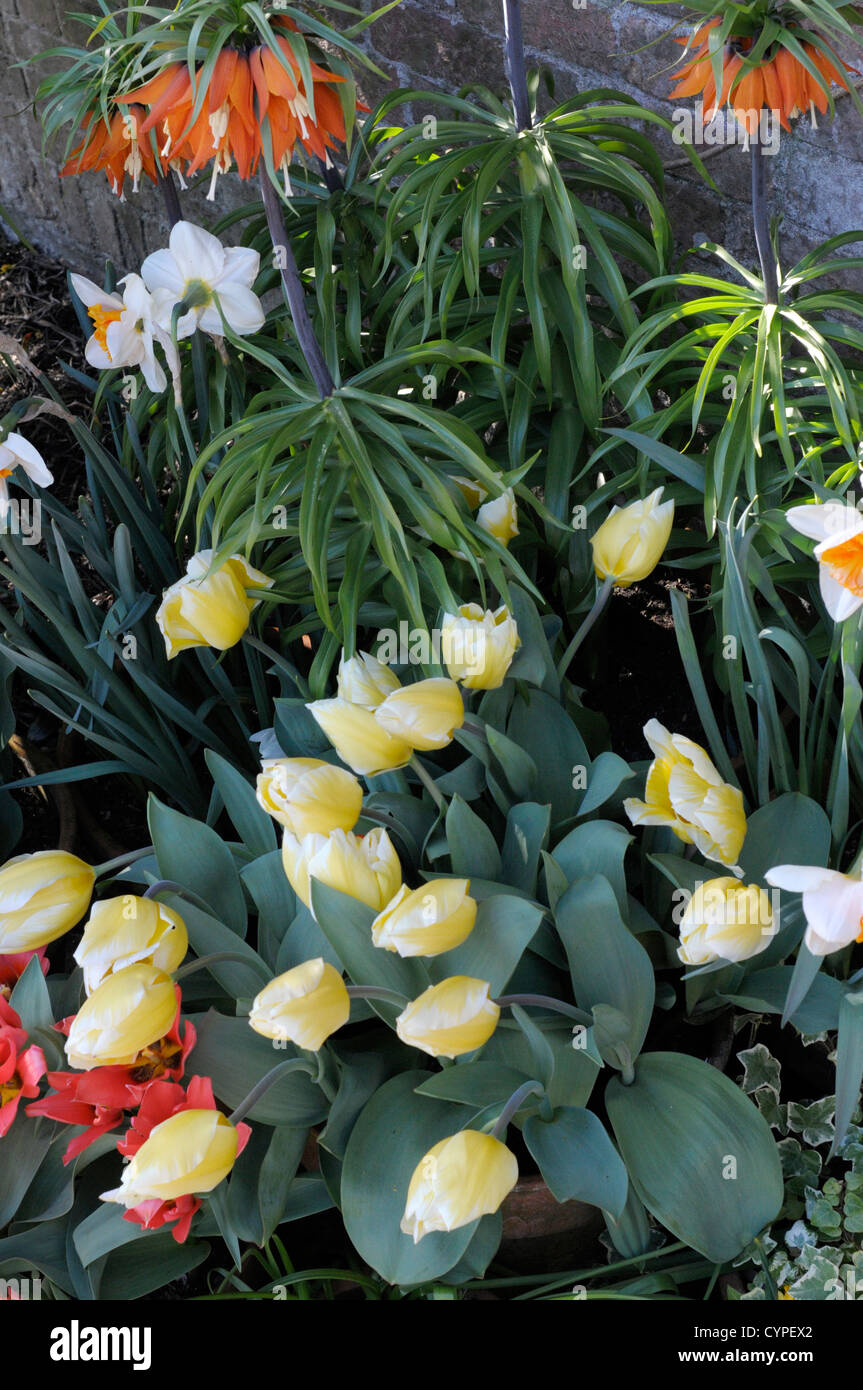 Les variétés de tulipes dans un jardin italien, Cornwall. 2012 Banque D'Images