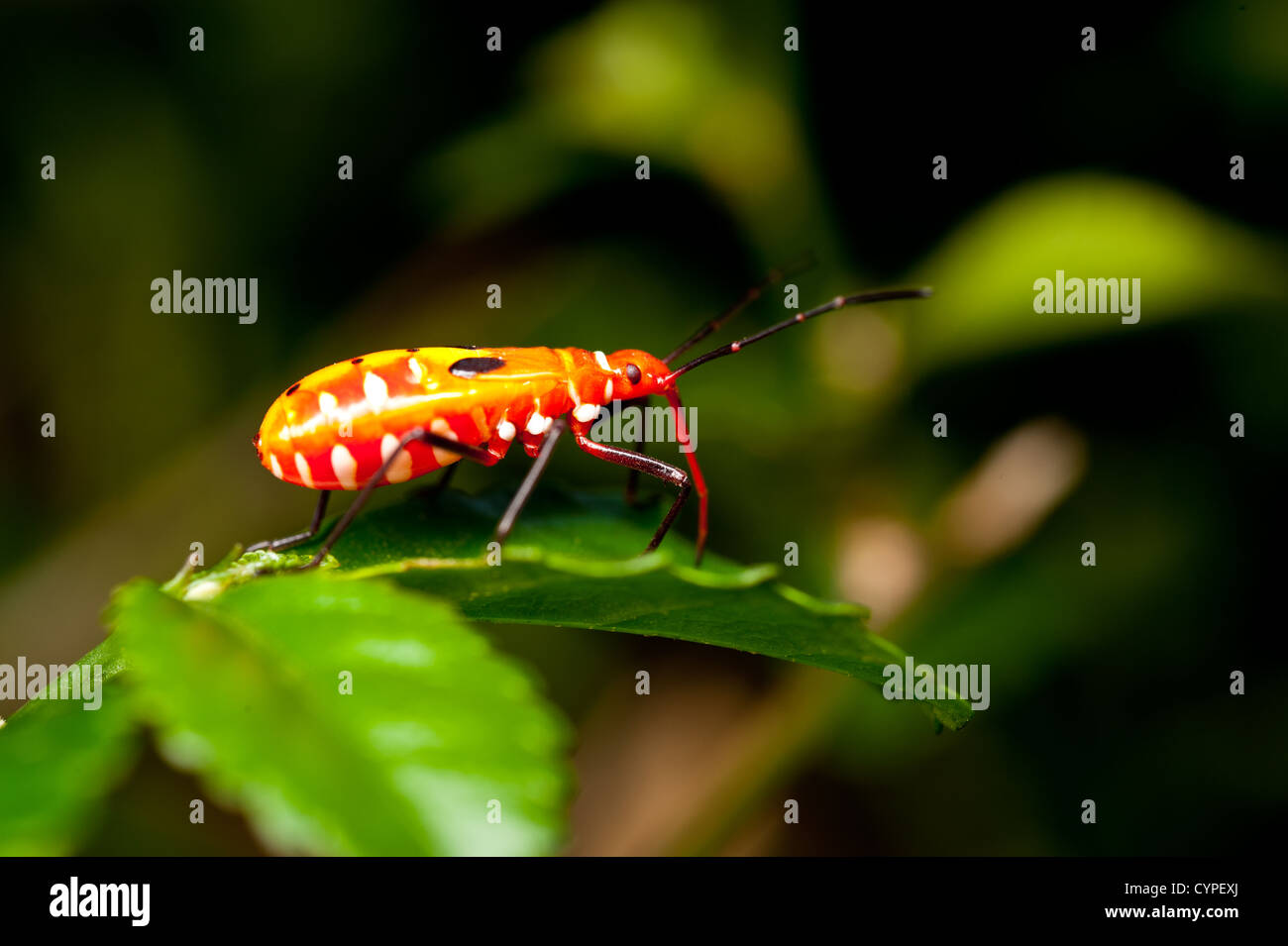 Assassin bug sur Orange juvénile une feuille verte Banque D'Images
