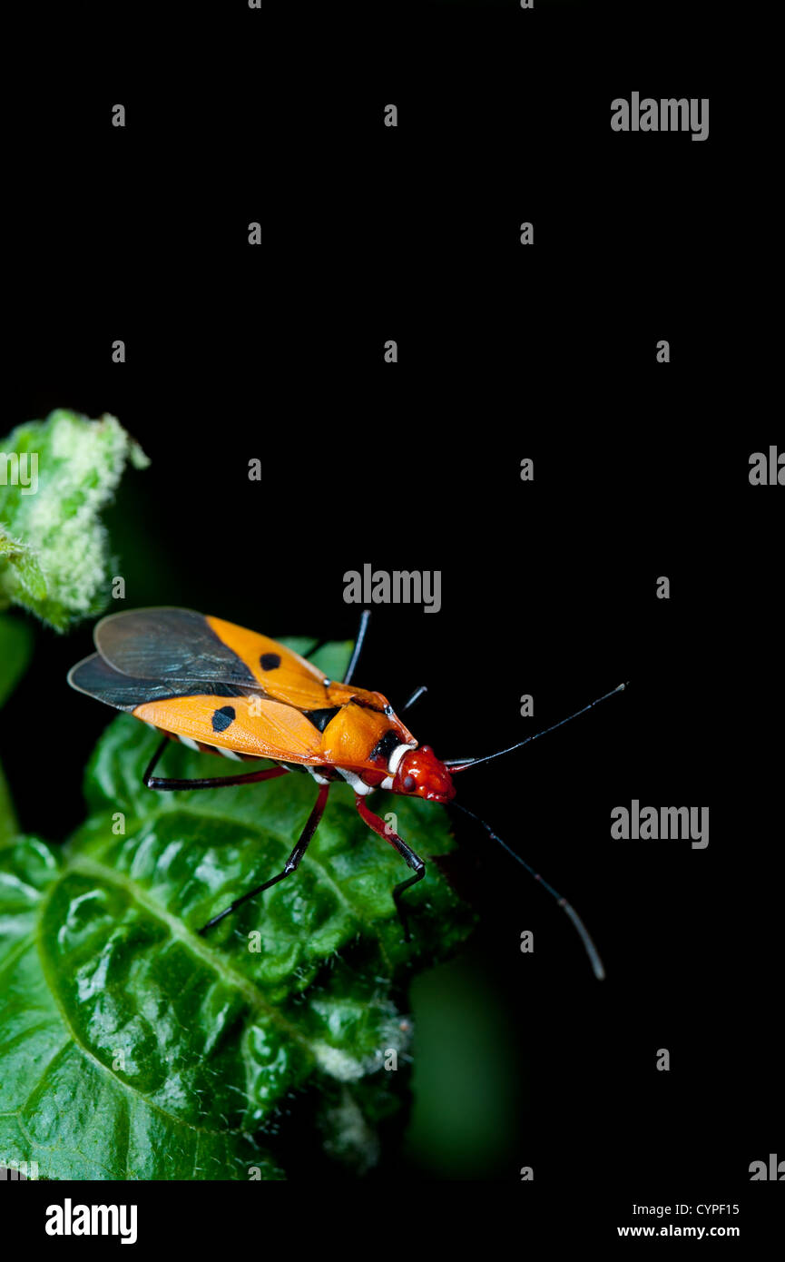 Assassin Orange bug sur une feuille verte Banque D'Images