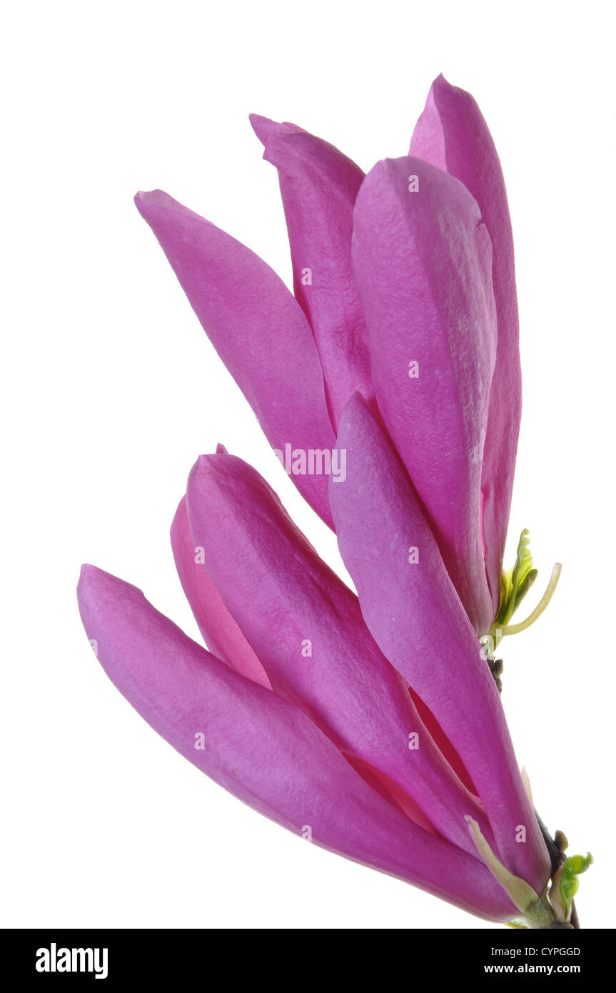 La floraison de fleurs de mauve isolés Banque D'Images La floraison de fleurs de mauve isolés Banque D'Images
