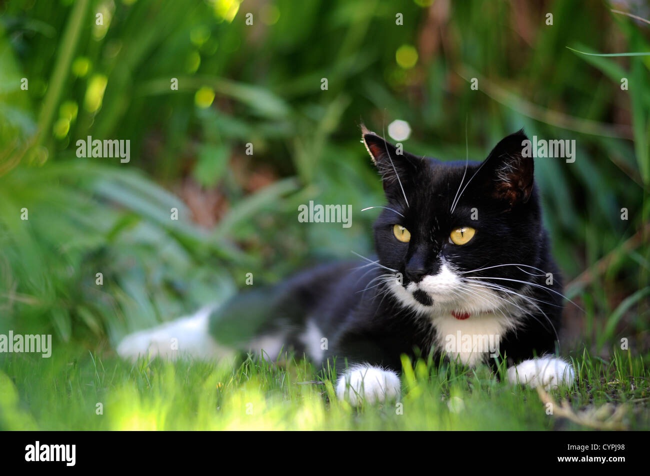 Chat noir et blanc assis sur une chaude journée d'été dans l'herbe verte Banque D'Images