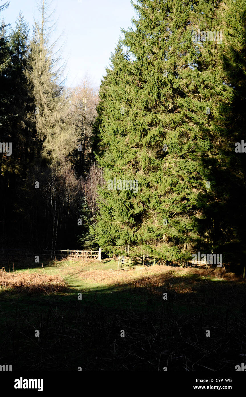 Une clôture sécurisée baigné de soleil dans une forêt à la campagne Banque D'Images