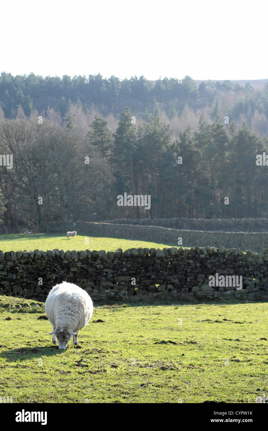 Moutons laineux dans un champ dans la campagne anglaise avec des arbres et l'herbe à l'arrière-plan Banque D'Images