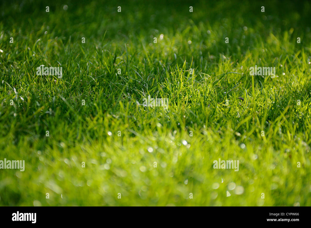 Close up de la rosée, couverts d'herbe sur un jour d'été Banque D'Images