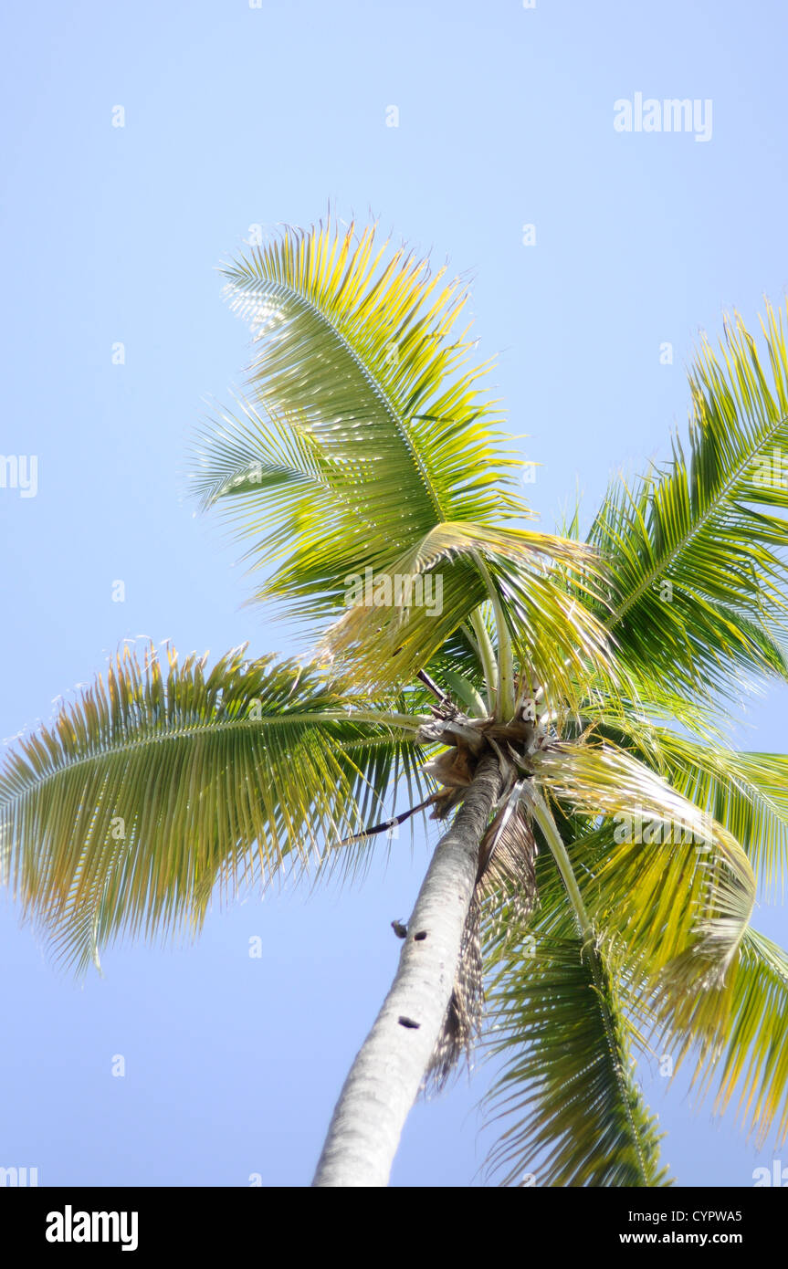 De magnifiques palmiers contre le bleu de ciel ensoleillé Banque D'Images