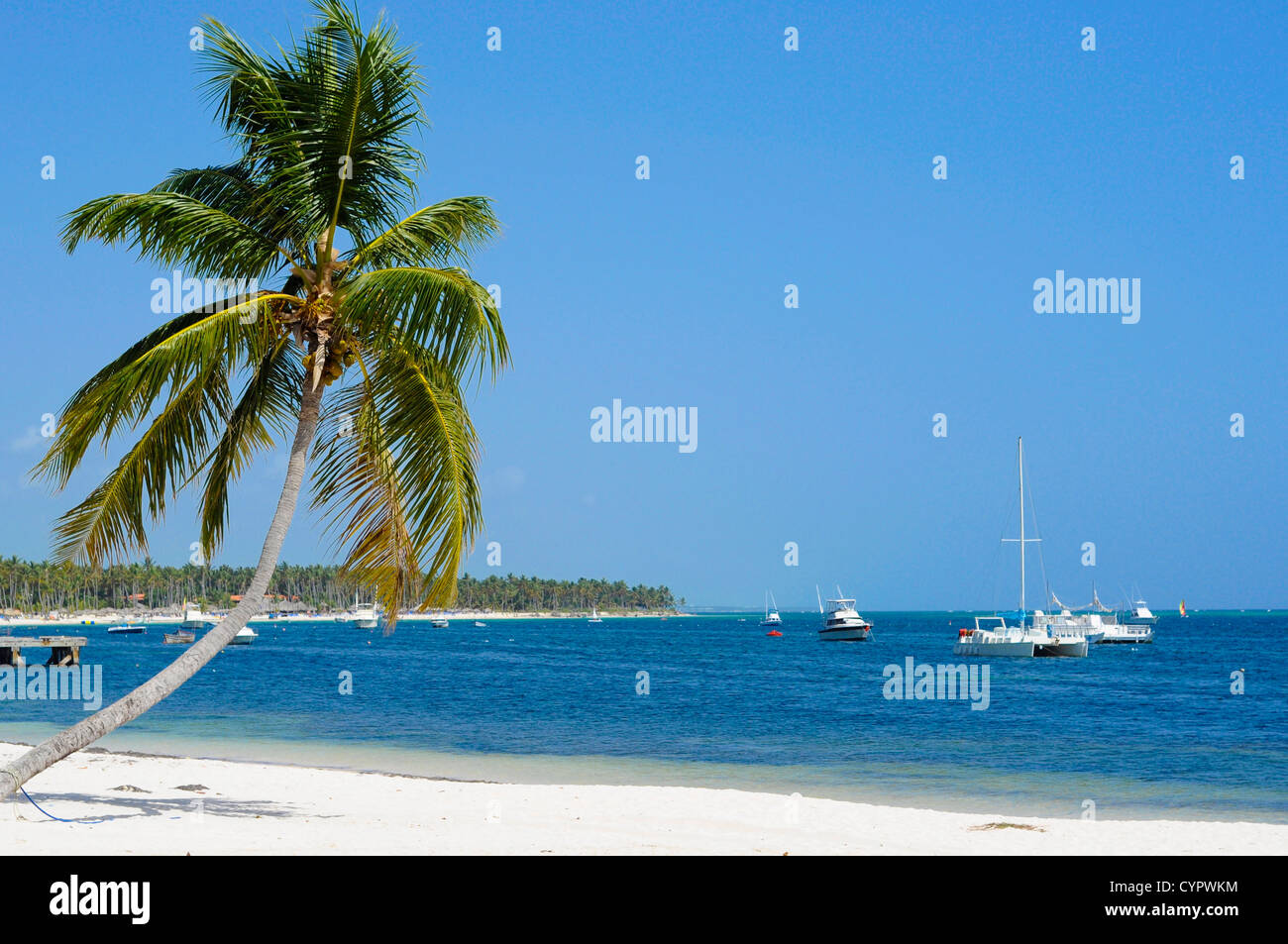 Beau palmier sur une plage avec des bateaux se balançant dans l'océan bleu Banque D'Images
