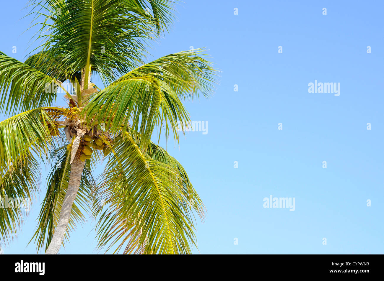 Très beau palmier contre le bleu de ciel ensoleillé Banque D'Images
