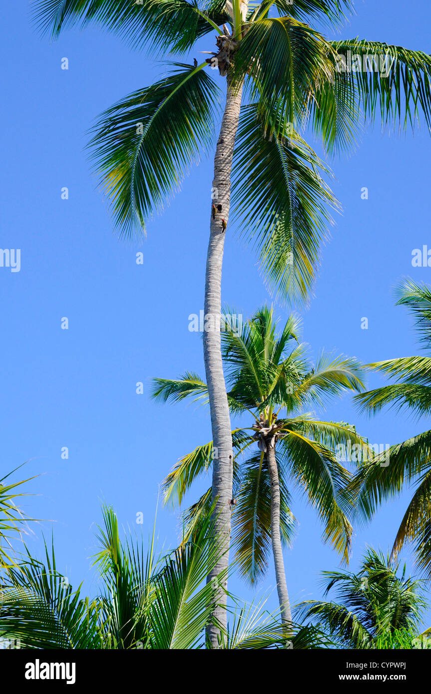 De magnifiques palmiers contre le ciel bleu Banque D'Images