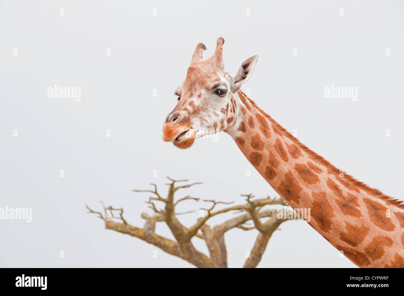 Le cou et la tête d'une girafe avec un arbre dans l'arrière-plan Banque D'Images