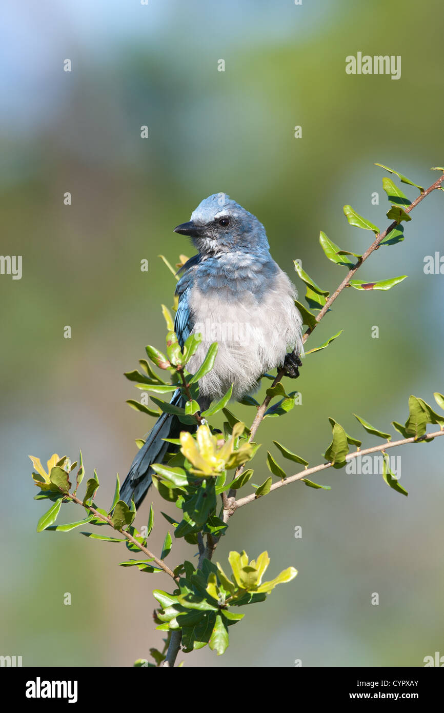 Geai de scrub de Floride perching dans la nature Banque D'Images