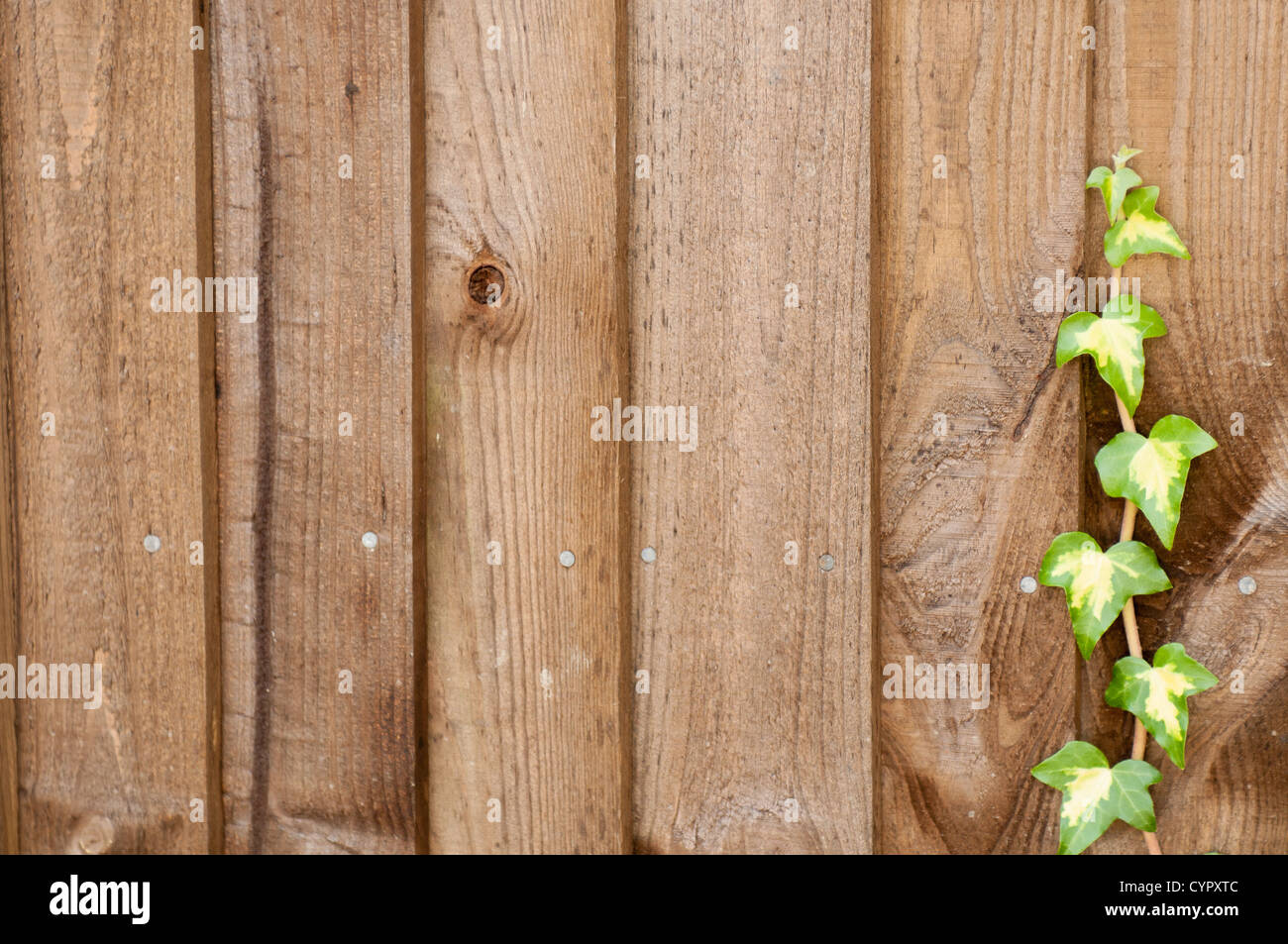 Lierre vert grimpant sur une clôture en bois Banque D'Images