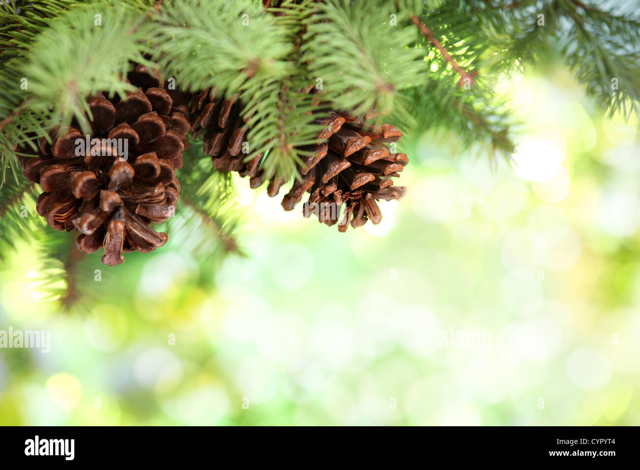 De Gros plan sur la branche de pin lumières fond abstrait Banque D'Images