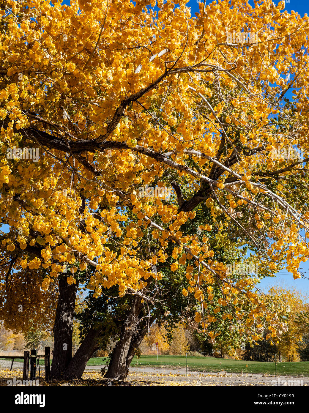 La couleur de l'automne d'un terrain de golf en Fernley Nevada Banque D'Images