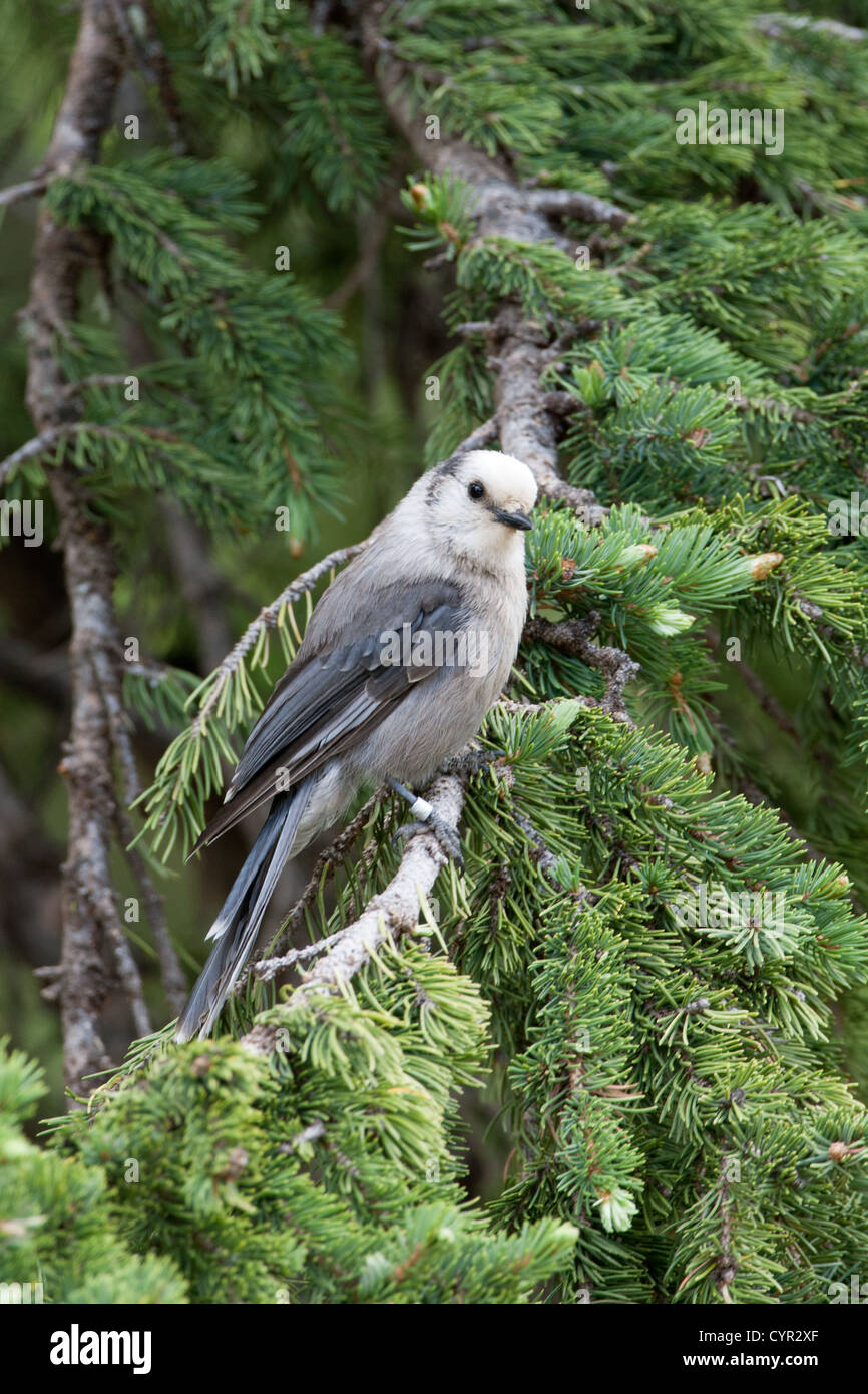 Geai gris perching dans Spruce Tree dans le parc national des montagnes Rocheuses, Colorado vertical Banque D'Images