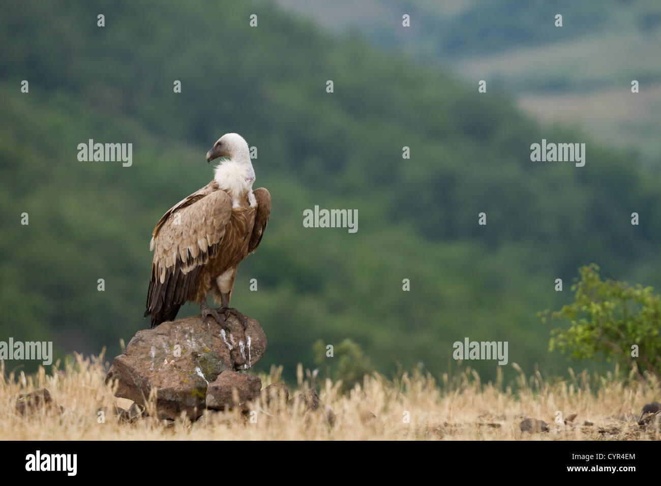 Griffin vautour fauve (Gyps fulvus) dans la faune Réserver Madjarovo, Bulgarie Banque D'Images