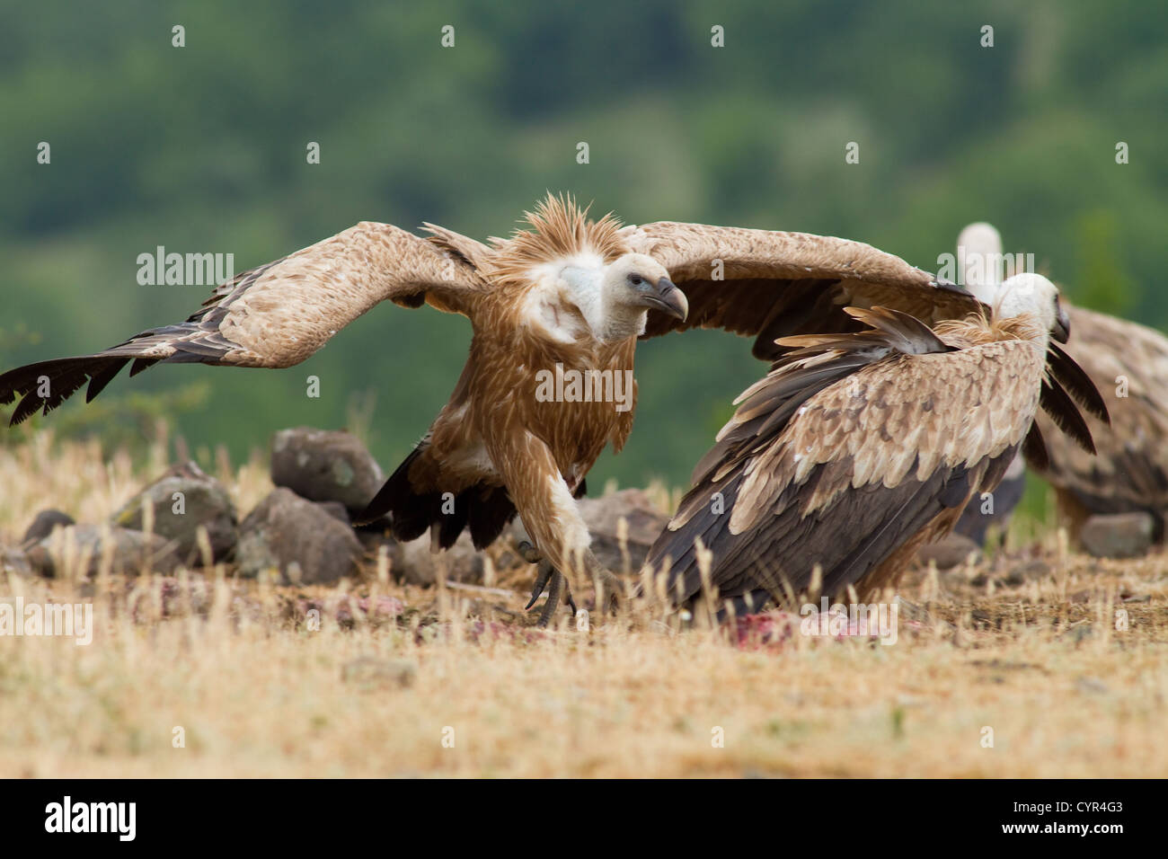 Griffin vautour fauve (Gyps fulvus) dans la faune Réserver Madjarovo, Bulgarie Banque D'Images