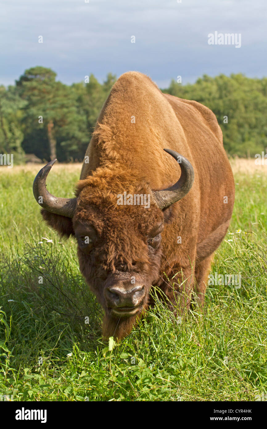 Bison d'Europe / Bison bonasus Banque D'Images