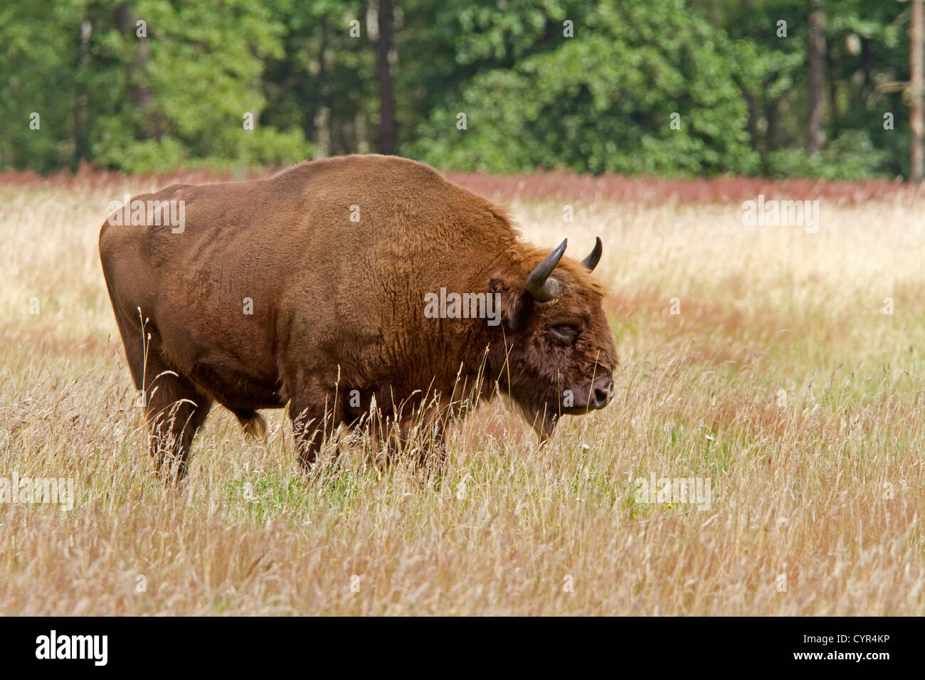 Bison d'Europe / Bison bonasus Banque D'Images