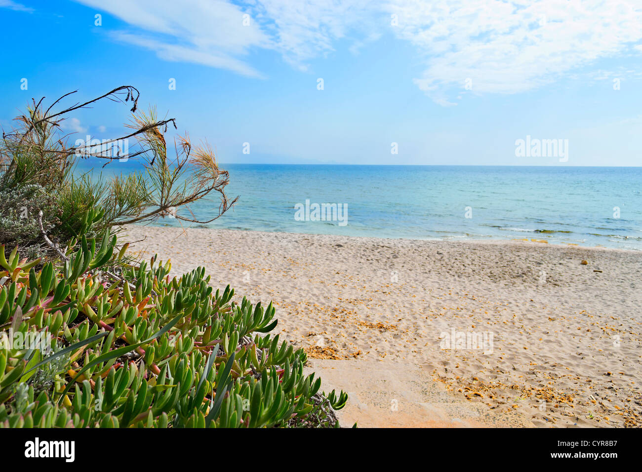 Carpobrotus acinaciformis à la plage en Sardaigne Banque D'Images