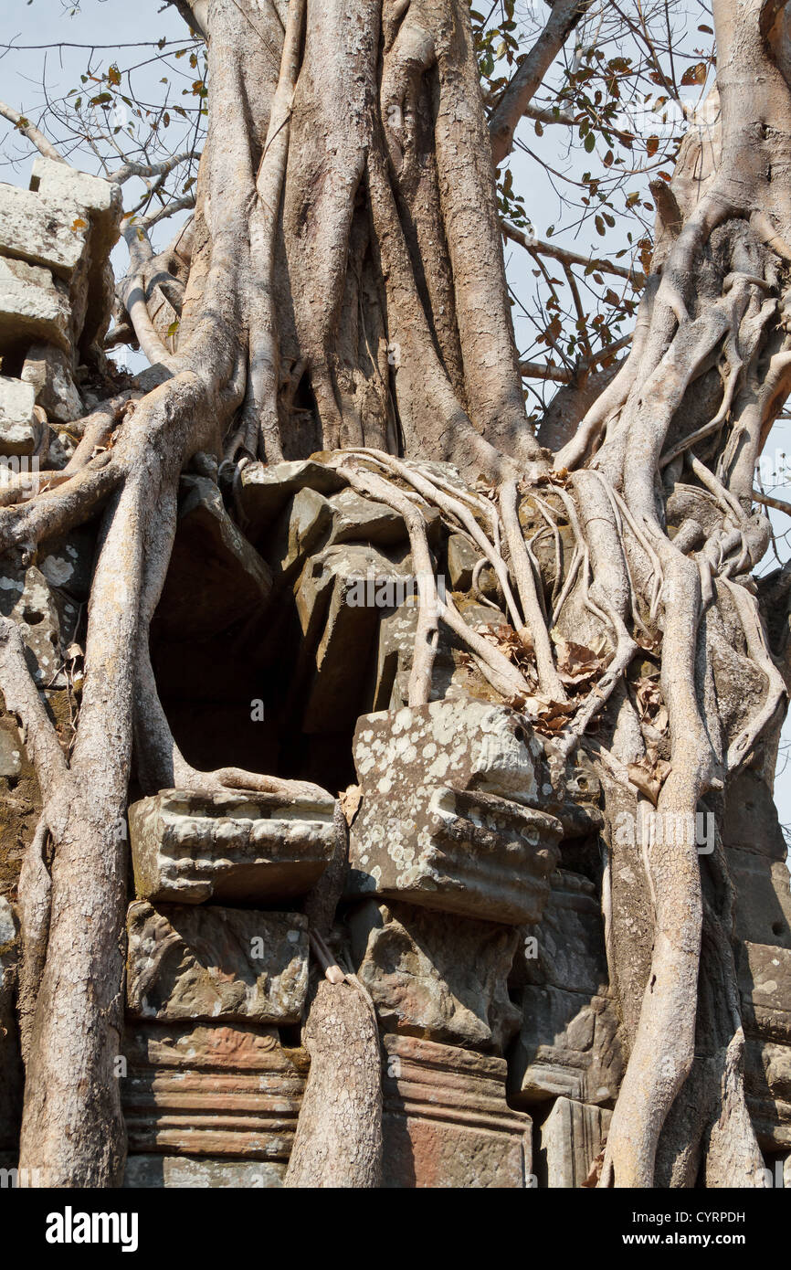 Racines d'un arbre géant le également mangeuses ruines du Temple Ta Som dans le parc du Temple d'Angkor, Cambodge Banque D'Images