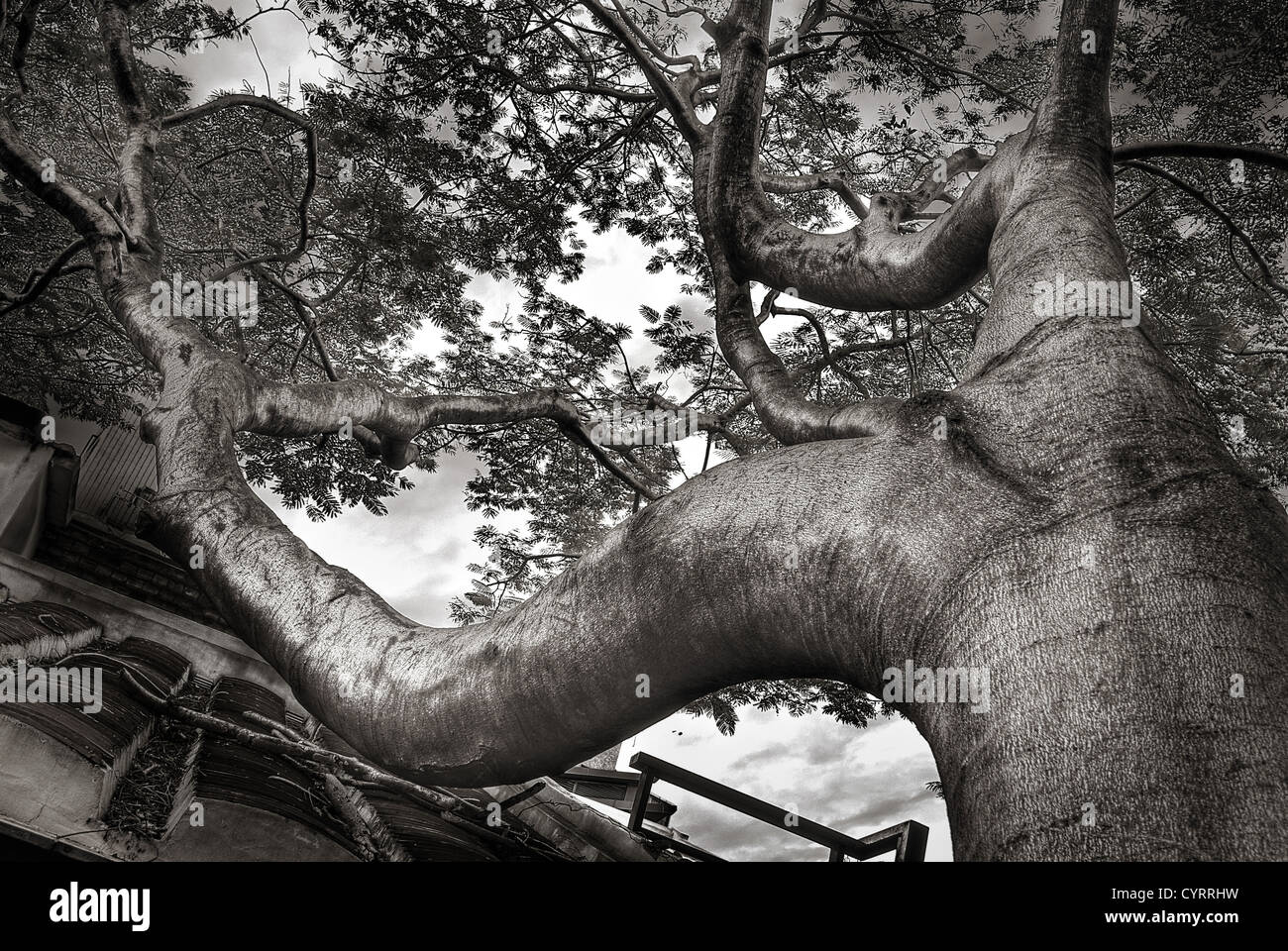 Grand arbre étrange montrer la puissance de la nature. Banque D'Images