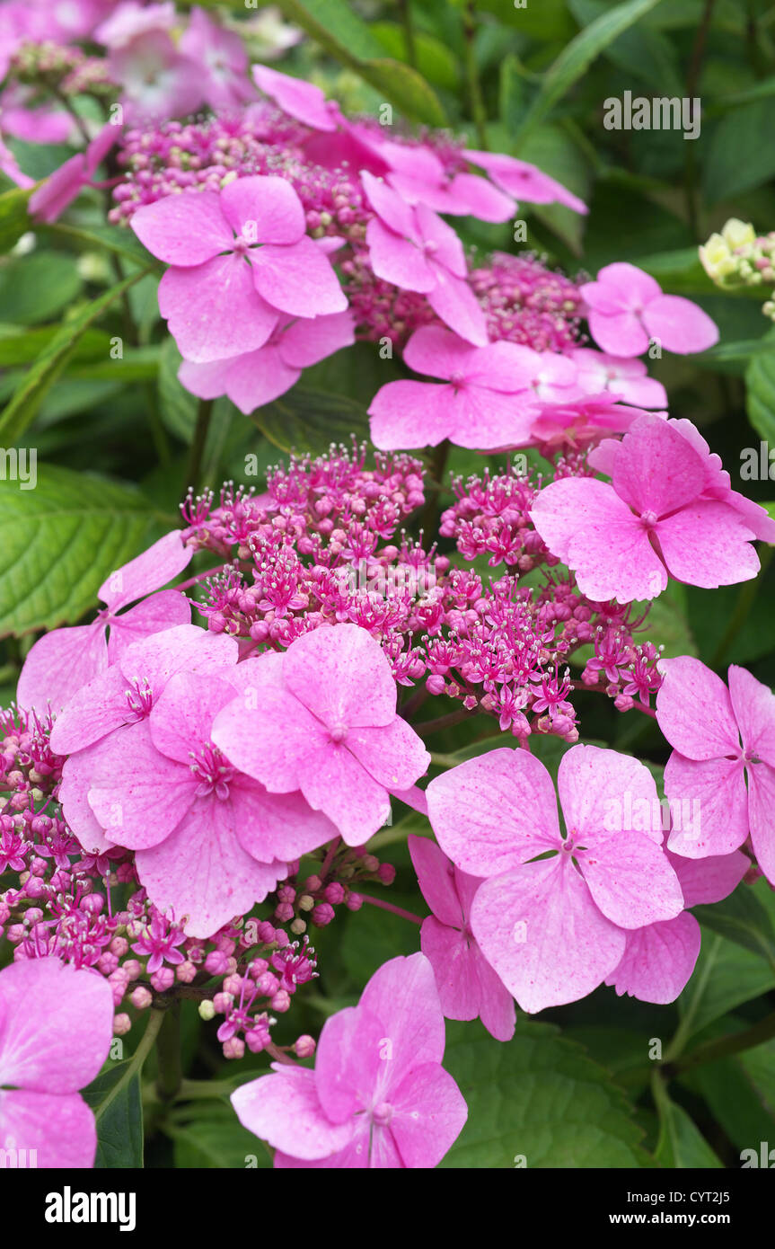 Hortensia lilas fleurs, England, UK Banque D'Images