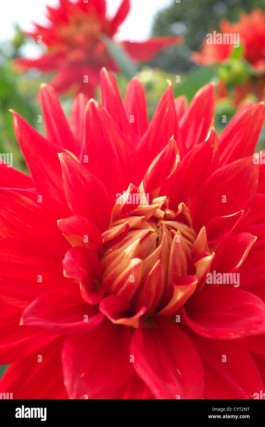 Tête Dahlia rouge vif en été, literie, England, UK Banque D'Images