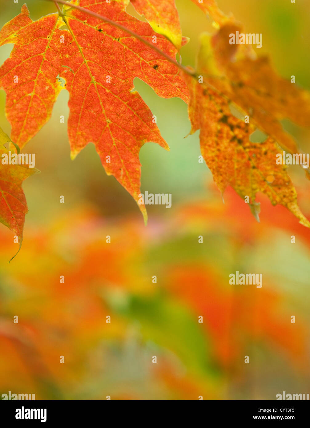 L'Érable à sucre (Acer saccharum) en couleurs de l'automne, England, UK Banque D'Images