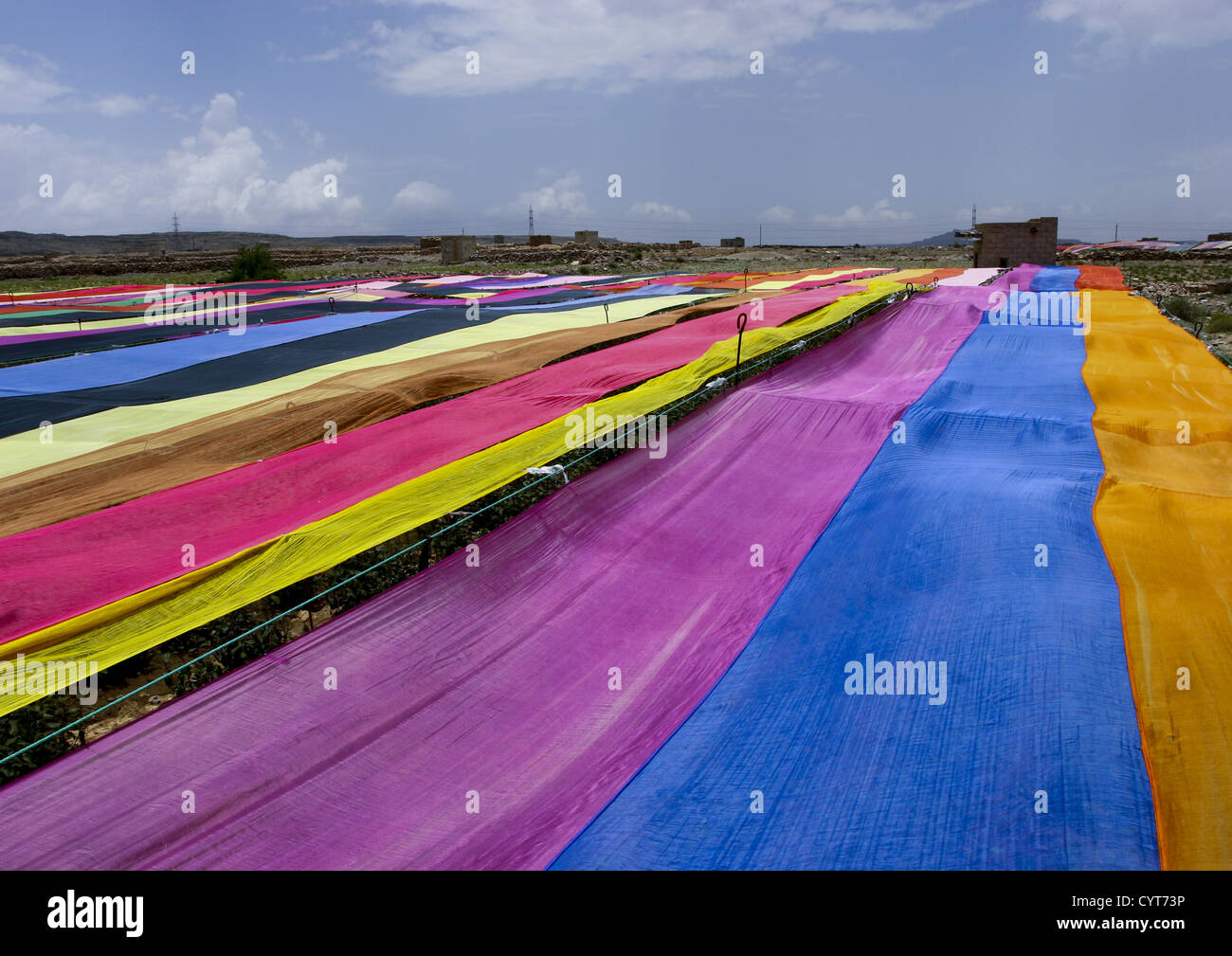 Le Qat Domaine couvert avec des gazes, Ibb, Yémen Banque D'Images