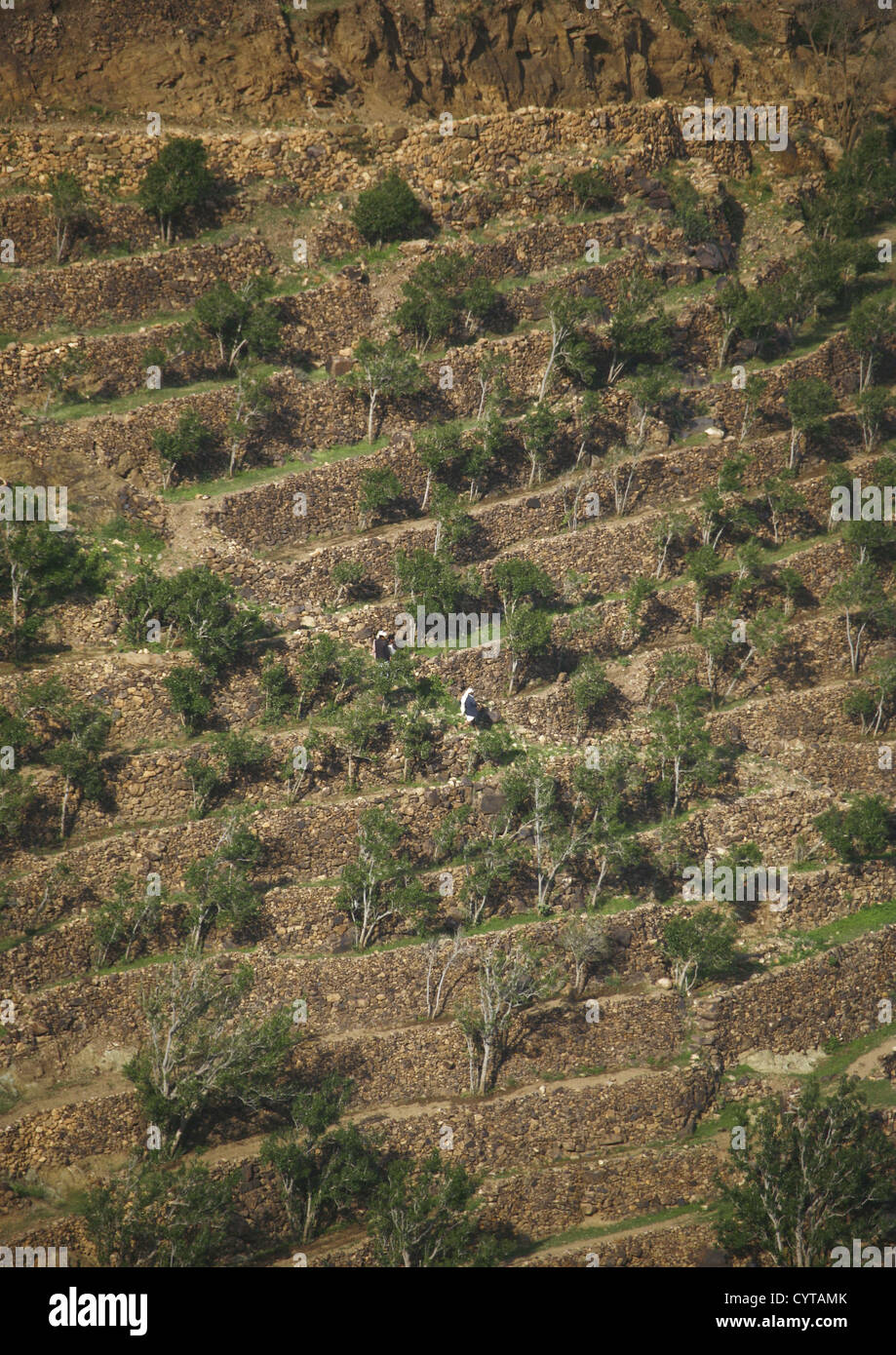 La culture en terrasse de khat Shahara, Yémen Banque D'Images