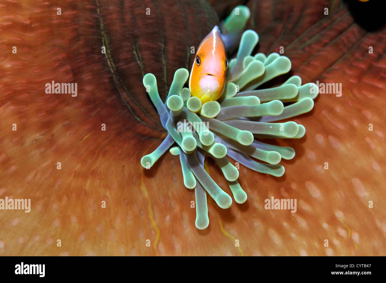 Poisson clown Amphiprion, rose, dans periderion anémone hôte, Pohnpei, États fédérés de Micronésie Banque D'Images