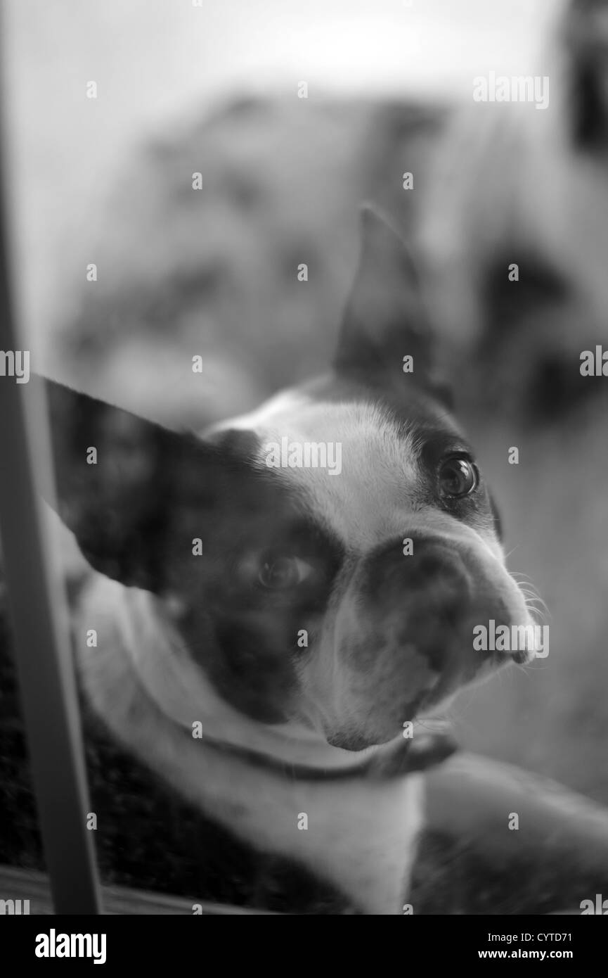 Noir et blanc chien de terrier de Boston à la recherche à travers la fenêtre sale Banque D'Images