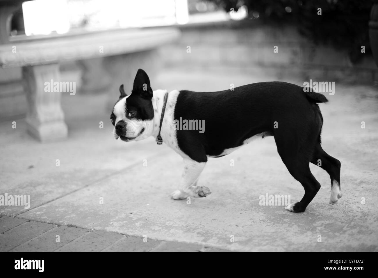 Boston terrier noir et blanc chien jouant à l'extérieur dans une cour Banque D'Images