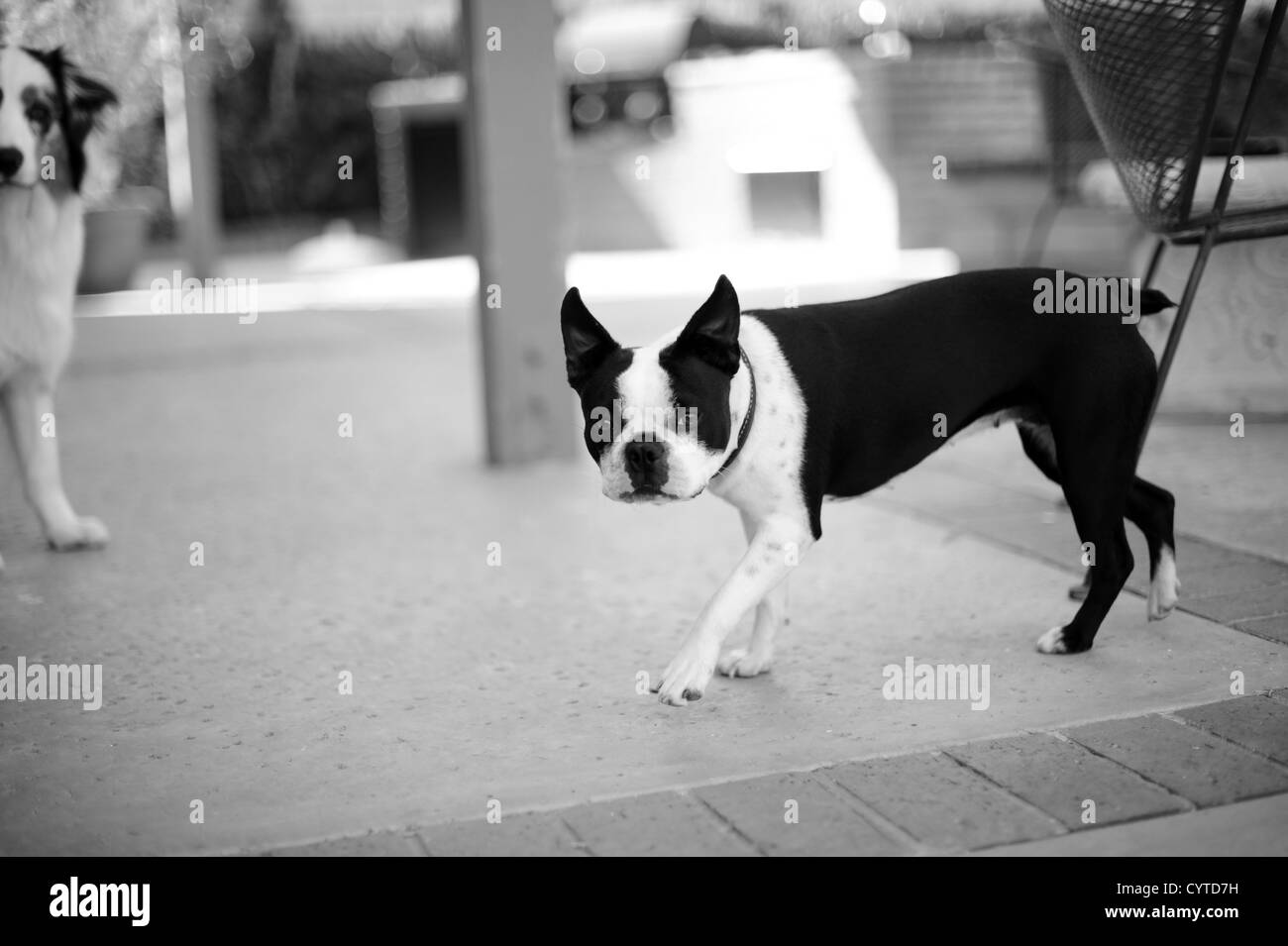 Boston terrier noir et blanc chien jouant à l'extérieur dans une cour Banque D'Images