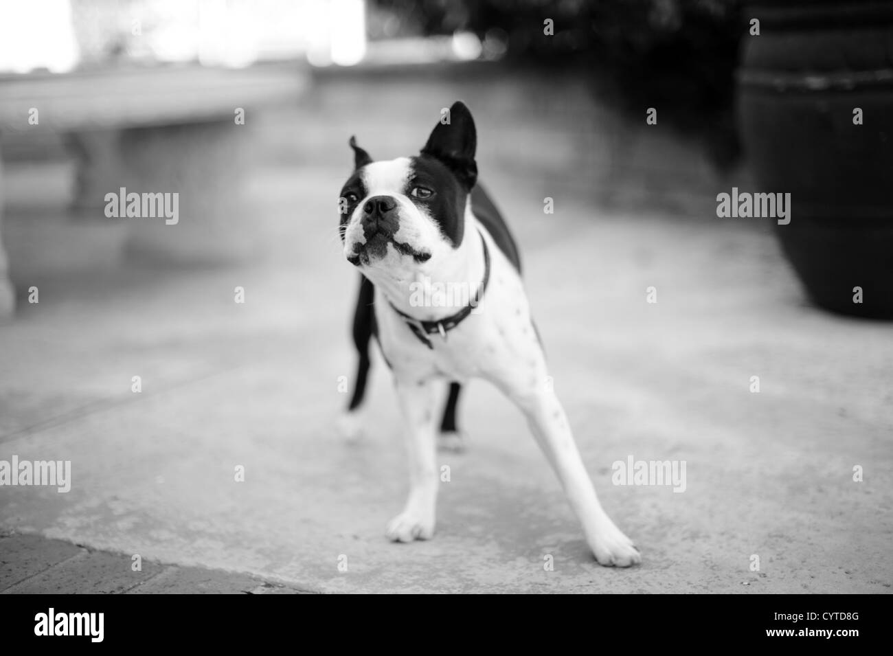 Noir et Blanc chien de terrier de Boston à l'extérieur dans une cour Banque D'Images