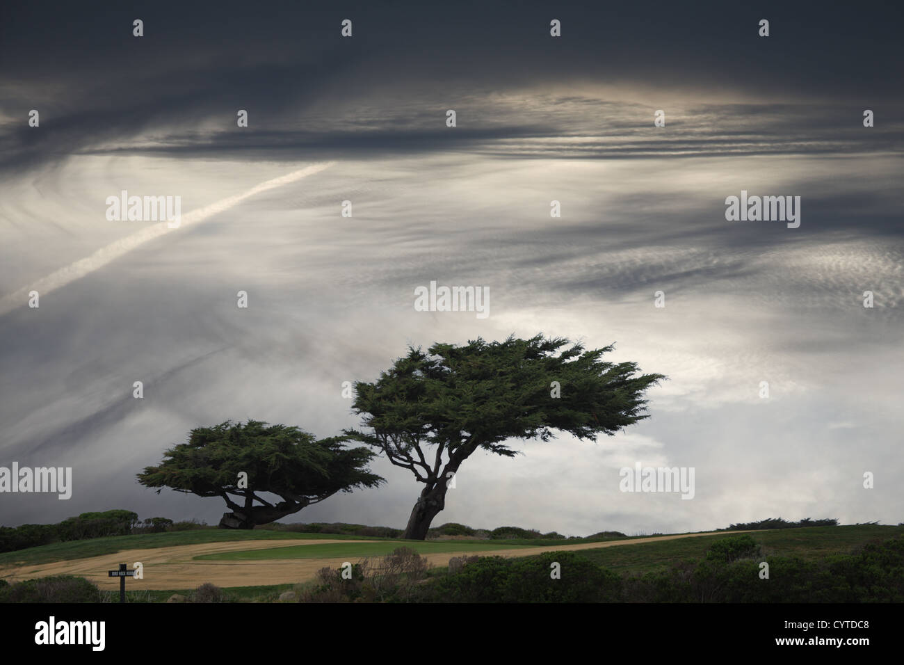 Les pins sous moody sky Banque D'Images