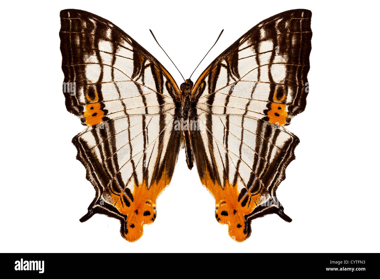 Espèces de papillons Cyrestis lutea martini isolé sur fond blanc Banque D'Images