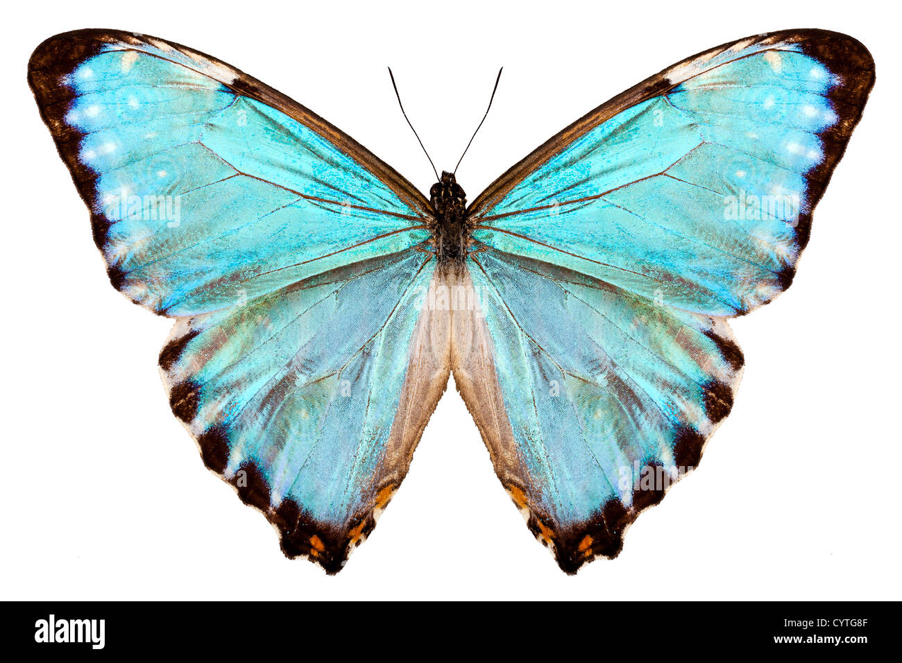 Papillon Morpho portis thamyris isolé sur fond blanc Banque D'Images