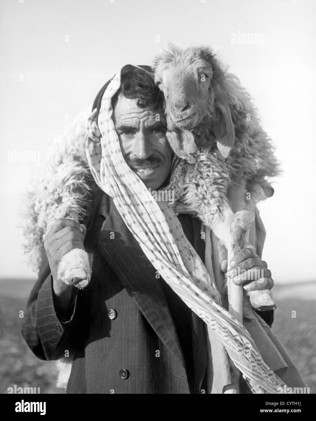 Berger avec moutons blessés, Jordanie Banque D'Images