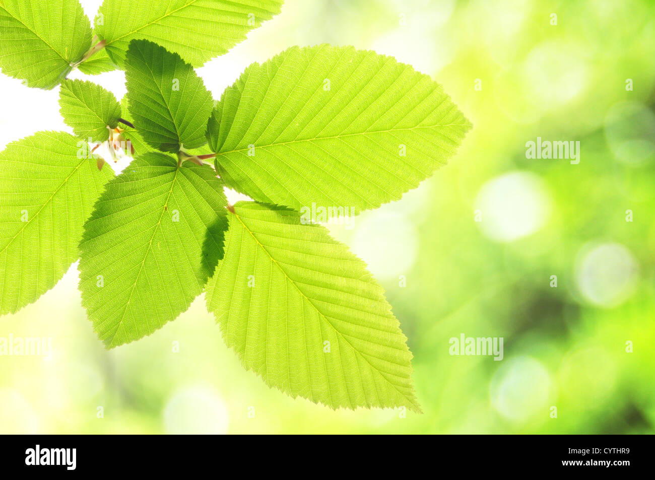 L'été ou le printemps vert feuille avec empty copyspace Banque D'Images