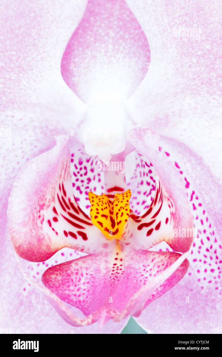 Libre de Phalaenopsis Orchid Banque D'Images